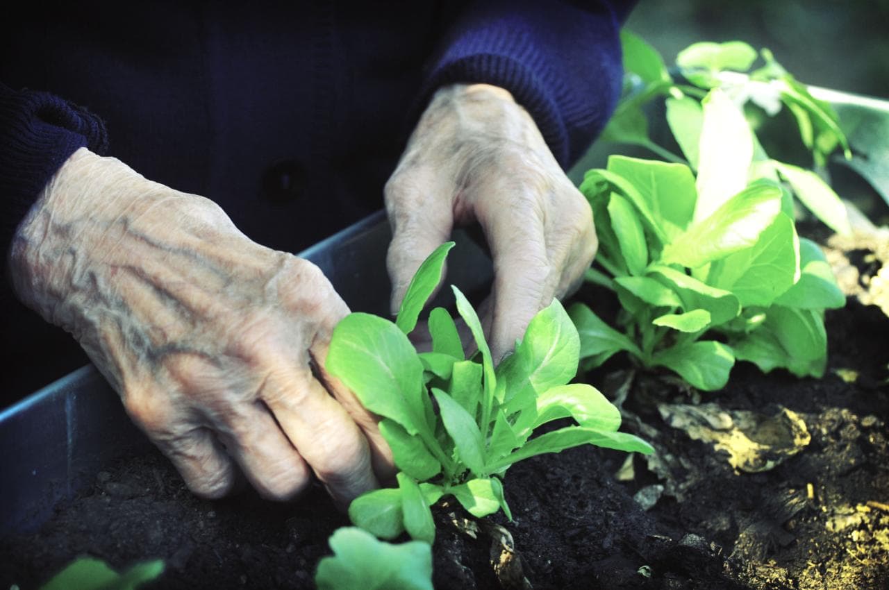 Réseau Sérénis: Adaptation et qualité de vie:
L’accueil de personnes atteintes de la maladie d’Alzheimer et de troubles